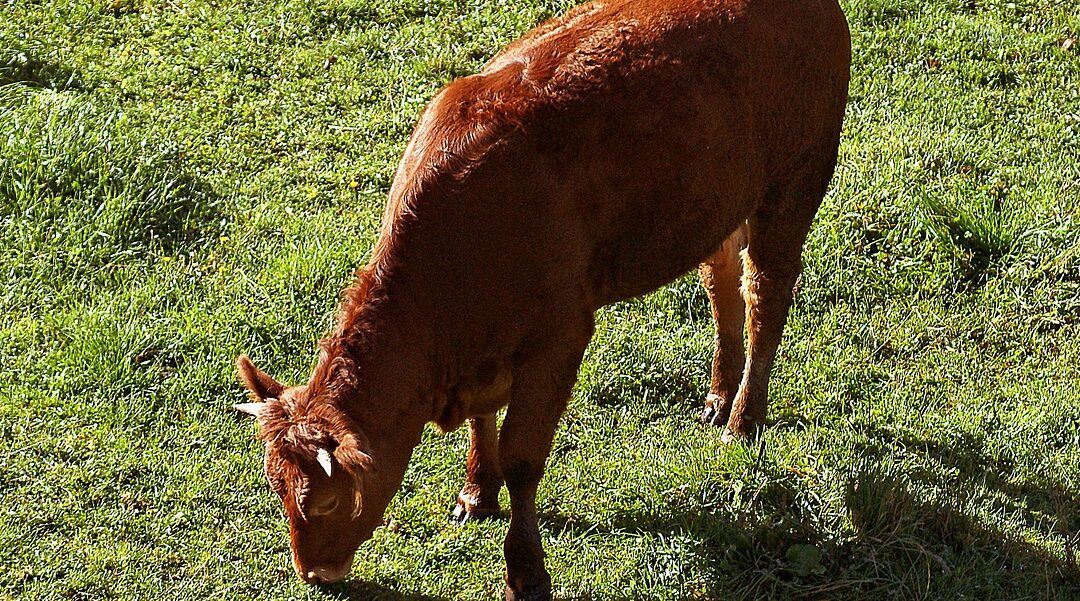 The Red Heifer