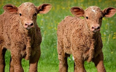 Two Calves – Ki Sisa
